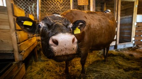 Müü lehm ära – võta lehm tagasi: keskkonnaamet solgutab euroraha nimel maaomanikke