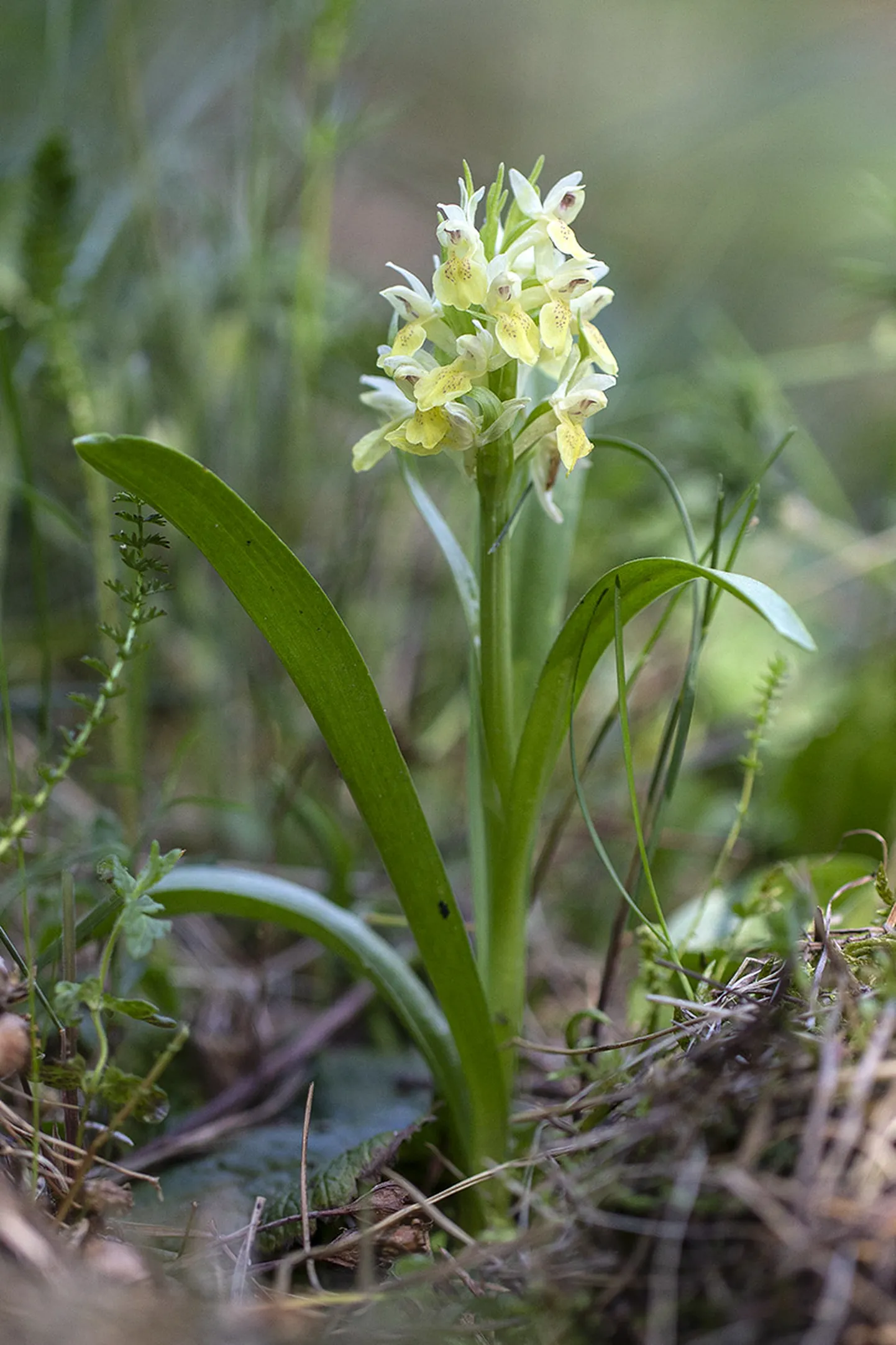 Leeder-sõrmkäpp.