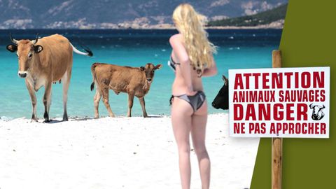 Агрессивные французские коровы оккупировали пляжи и начали нападать на людей