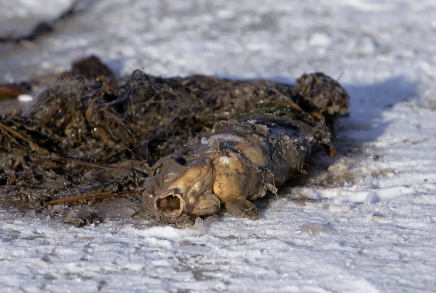 Kalastajate õnge otsa hakanud röövpüüdjate kalavõrk.