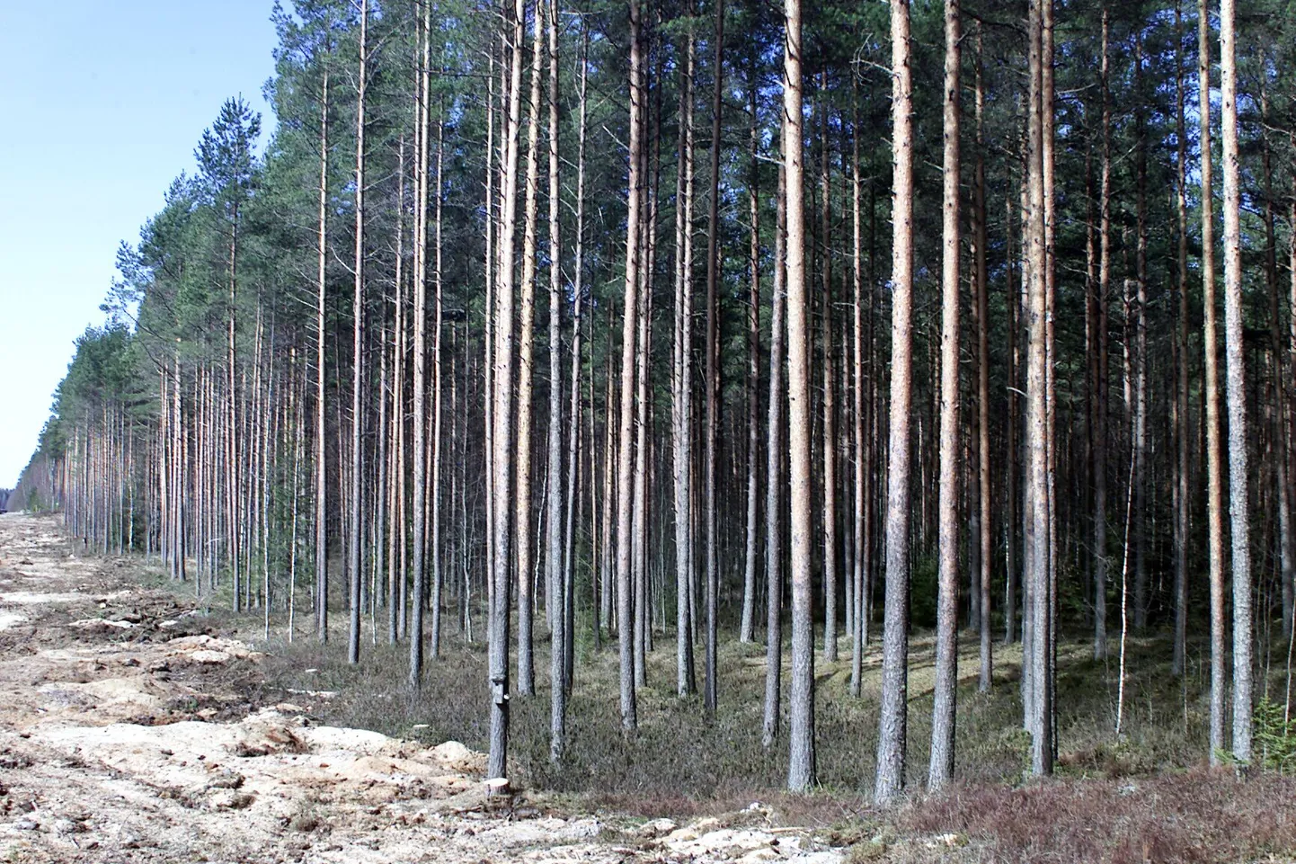 Männik.