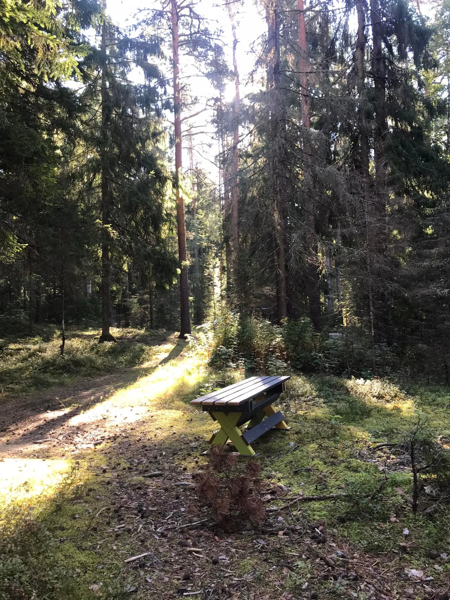 Õpilaste valmistatud pingid jõudsid Türi terviseradadele.