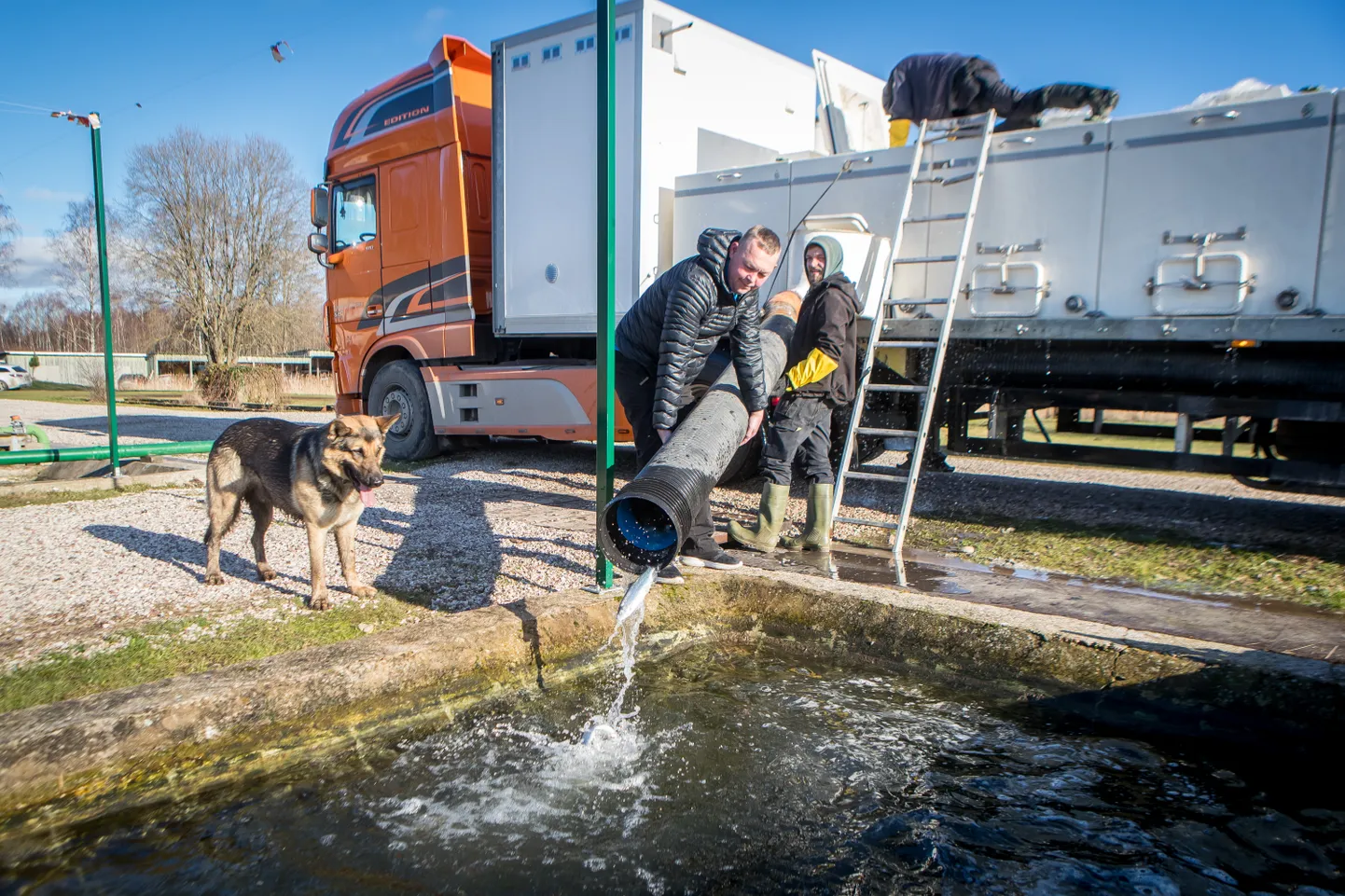 PIHTLAST PÄHKLASSE: Noorkalad tuuakse suureks sirguma Pihtla kalakasvandusest Ösel Harvest OÜ. Kalade tiiki laskmisega on Admirali valvsa pilgu all ametis (vasakul) Taneli Leivat, Raul Kolk ja tsisterni peal Timo Kolk.