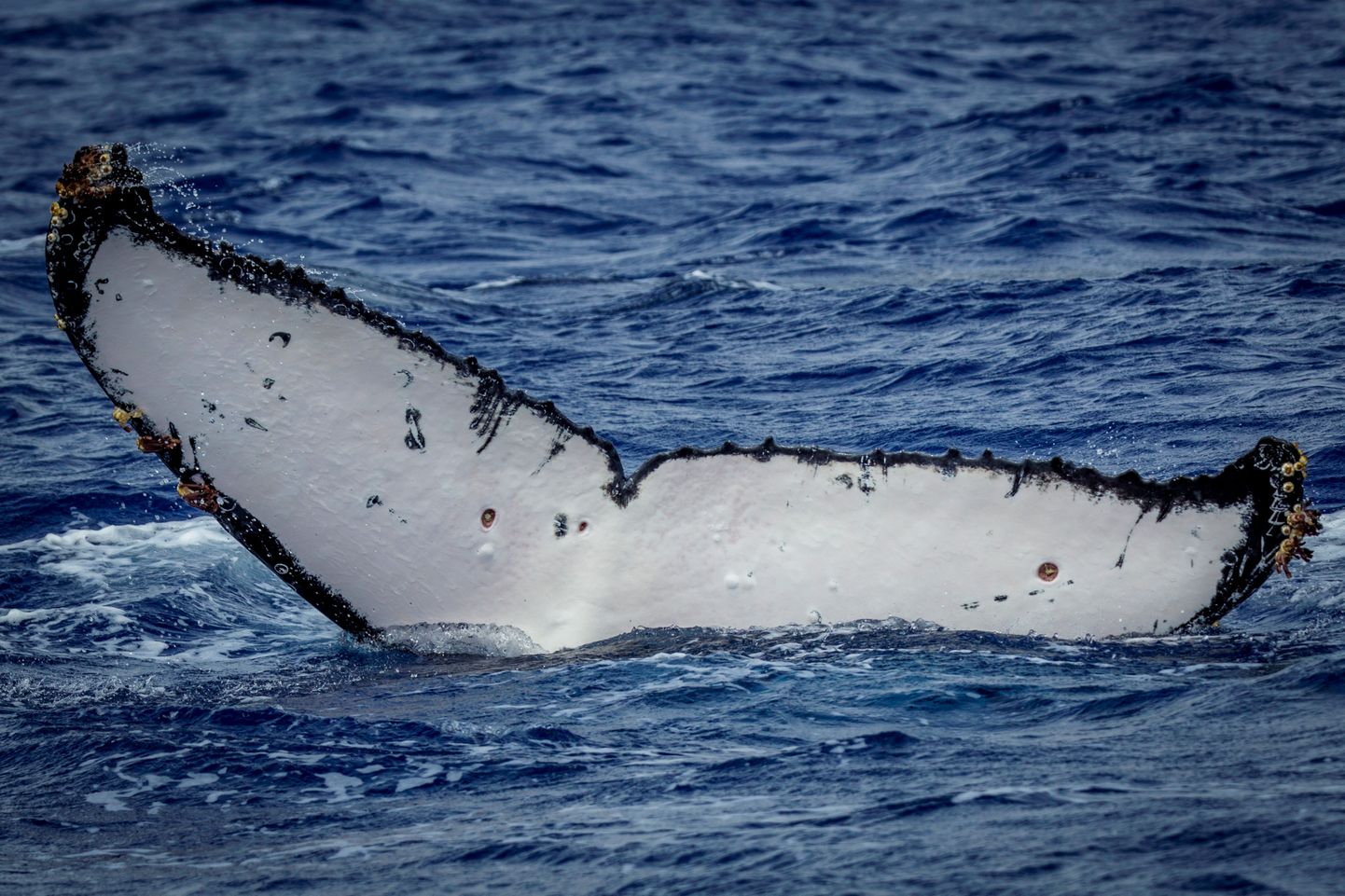 Горбатый кит. Иллюстративное фото.