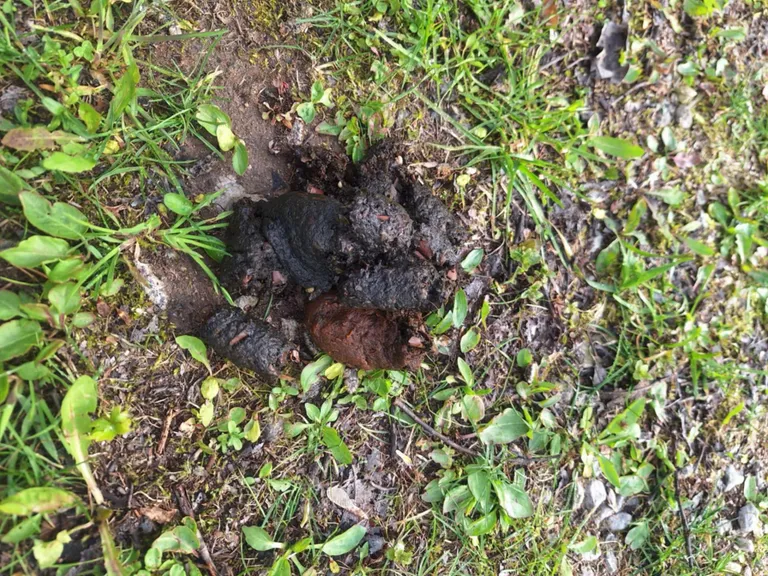 Karu(de)st jäi maha mitu soliidset märki.