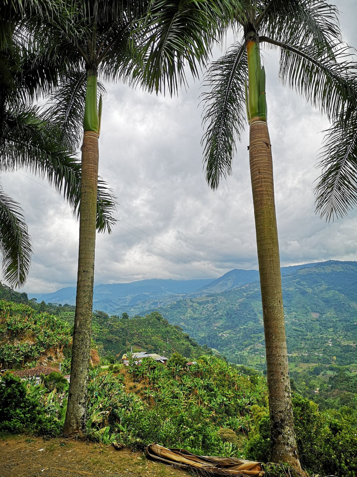 Väike küla nimega Jardín, mis on Medellínist 3 tunni kaugusel.