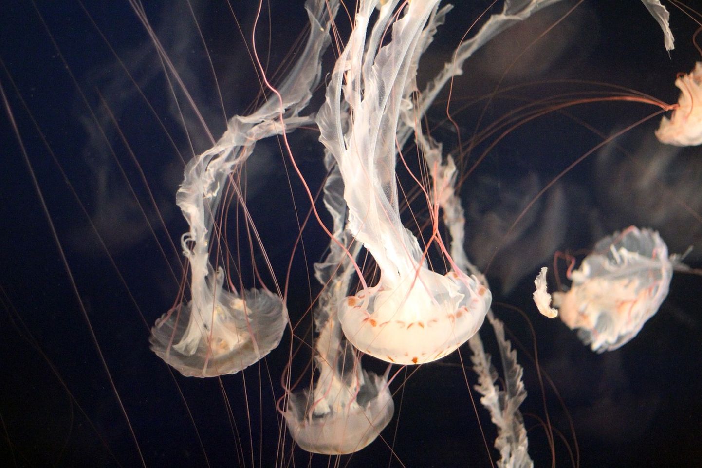 Медузы. Иллюстративное фото