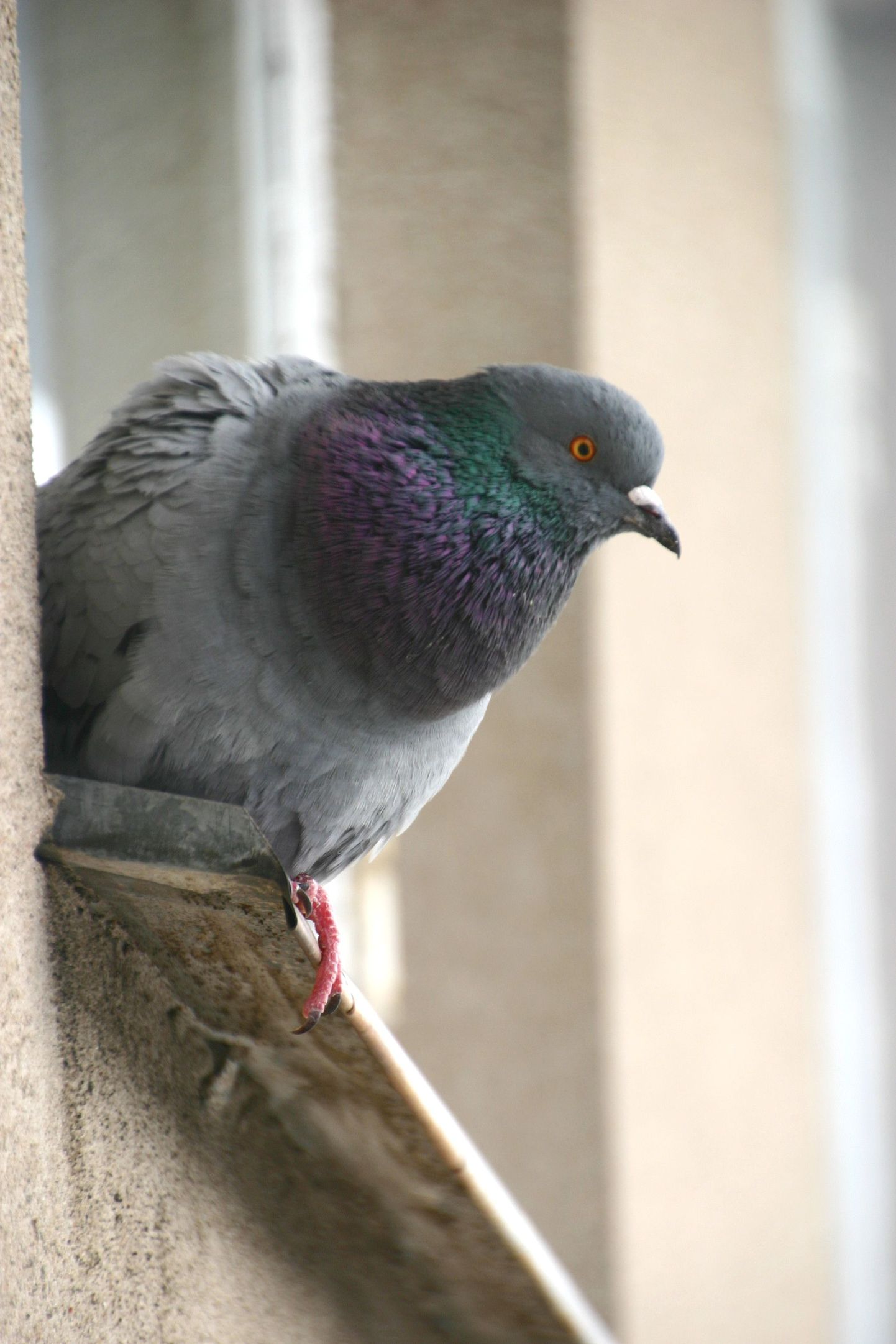 Linnuvaatlusel läheb arvesse iga nähtud lind, olgu või tavaline kodutuvi.