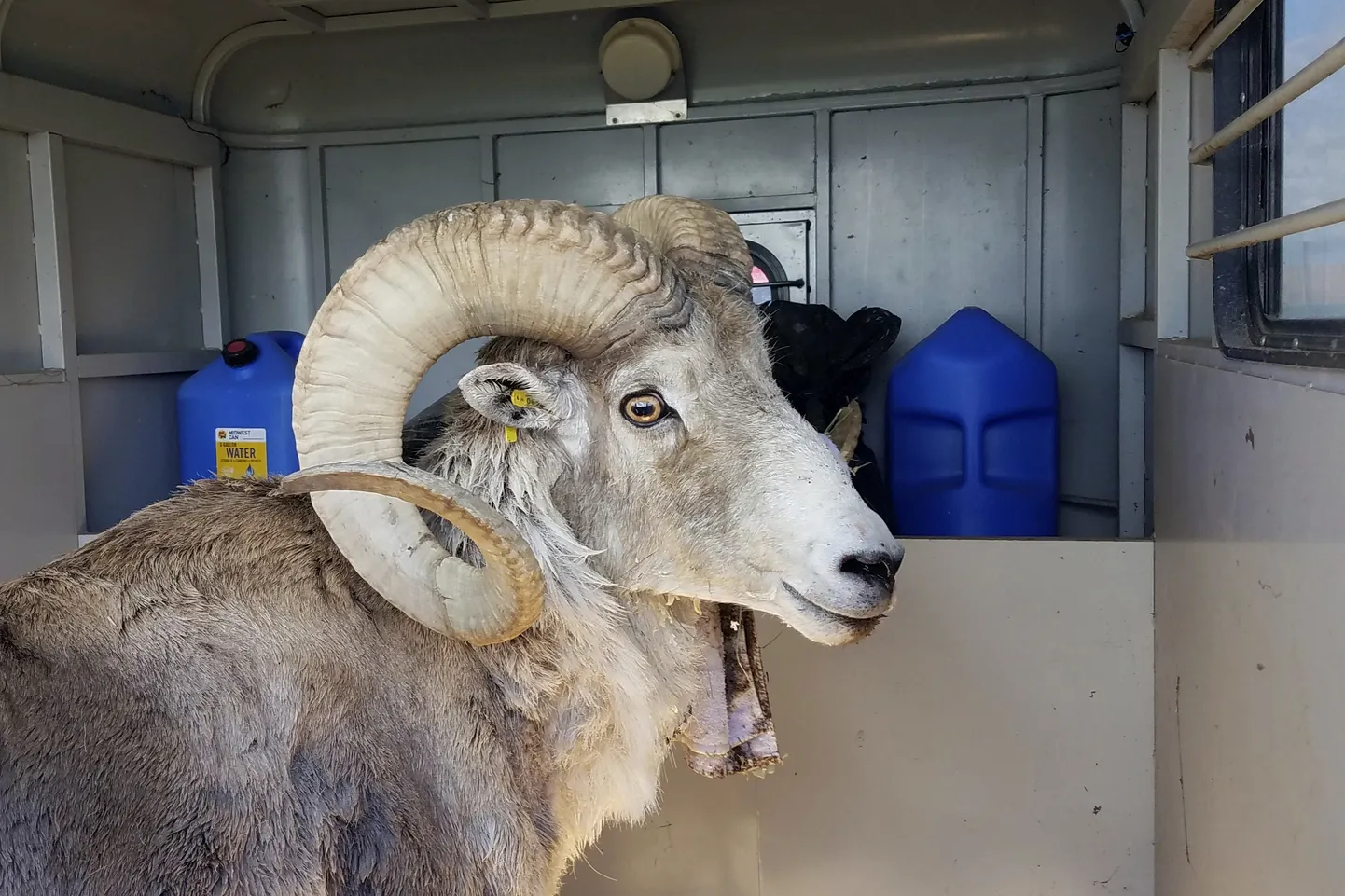Fotol on lammas hüüdnimega Montana Mountain King, kes oli osa ebaseaduslikust äriplaanist luua suuri hübriidseid metslambaliike, mida müüa Texase jahialadele. Seda tegevust juhtinud Montana mees tunnistati metsloomadega kaubitsemises süüdi ja pandi vangi.