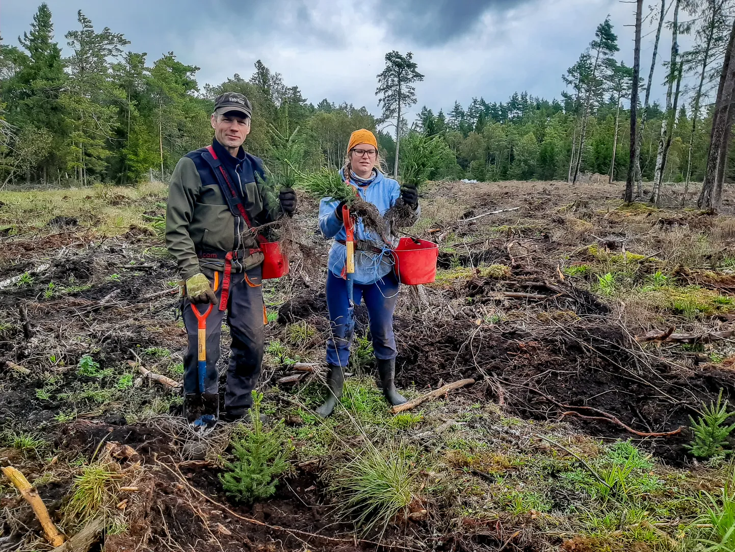 TAASMETSASTAMISTÖÖD PÖITSEL, kus kuuskede istutamisega olid ametis Arvi Õunaid ja Kristiina Lehtjärv.