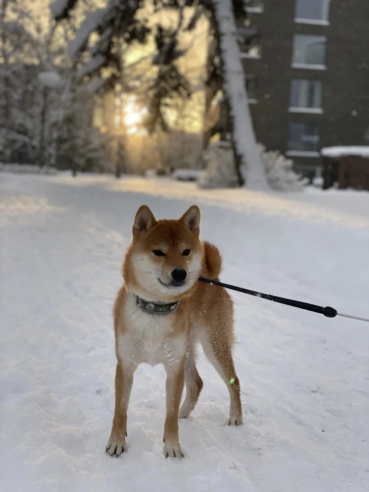 Sipsik