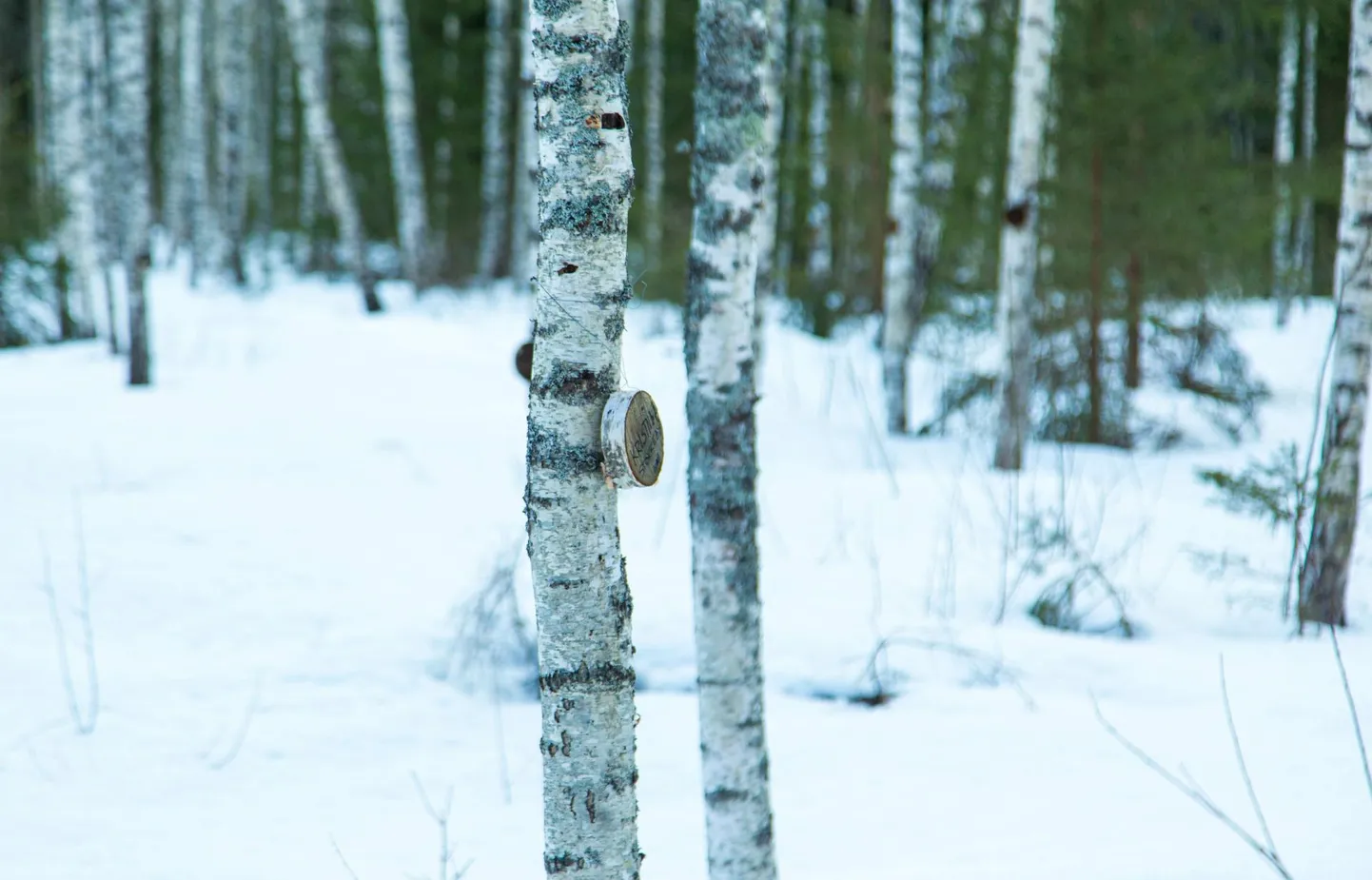 Musta pässiku kasvatamine pakub võimalust metsast alternatiivtulu teenida, kuid metsa tuleviku osas tuleb kaaluda plusse ja miinuseid.