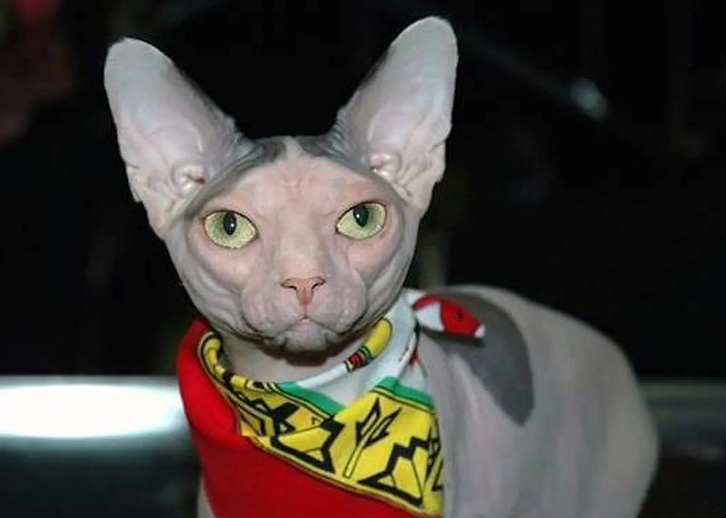 Ugly Bat Boy nime kandev kass on maailma kõige inetuma kassi tiitli kandidaat
