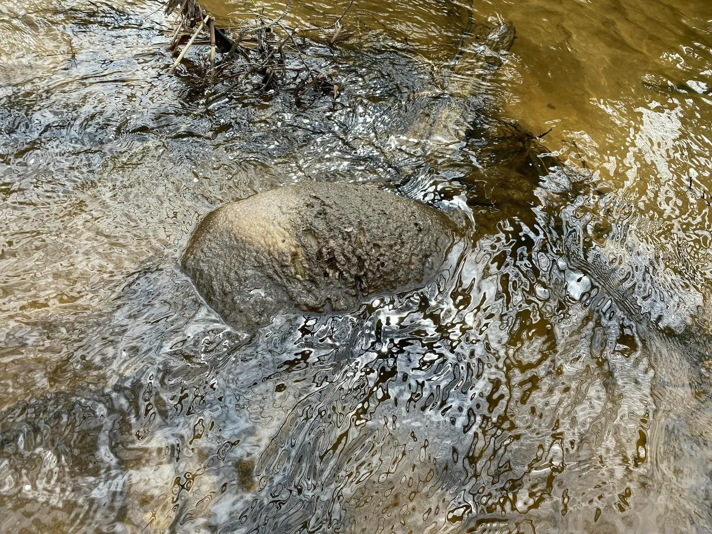 Ягненок, найденный в реке в Пылвамаа.