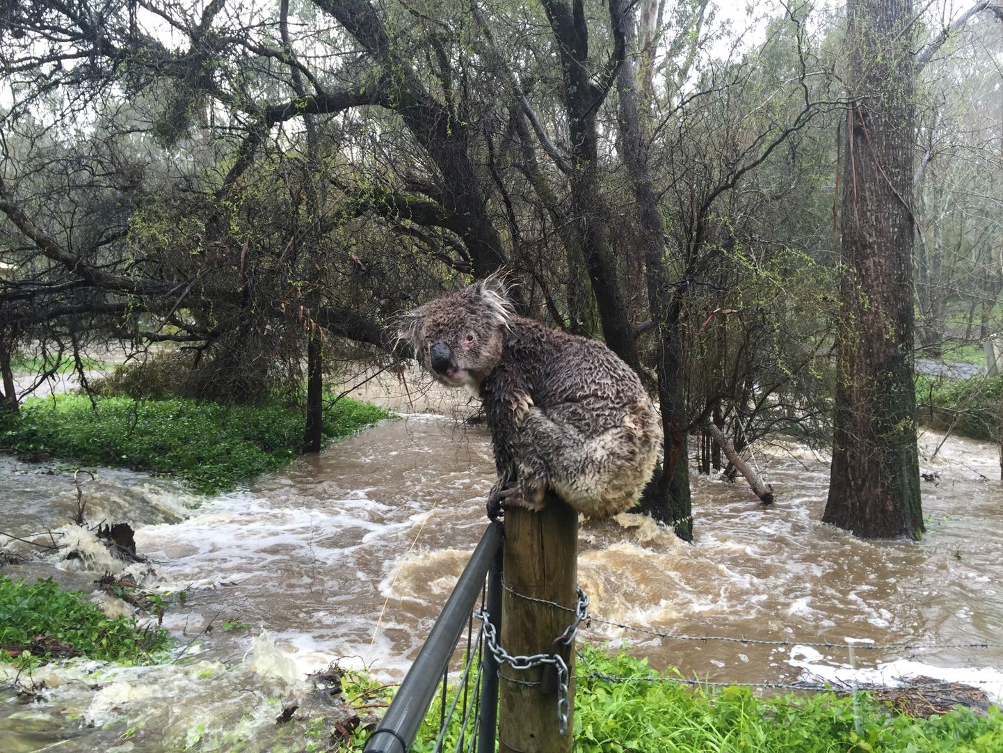 Läbivettinud koaala tulvade kätte jäänud Strilingis Adelaide'i lähistel.