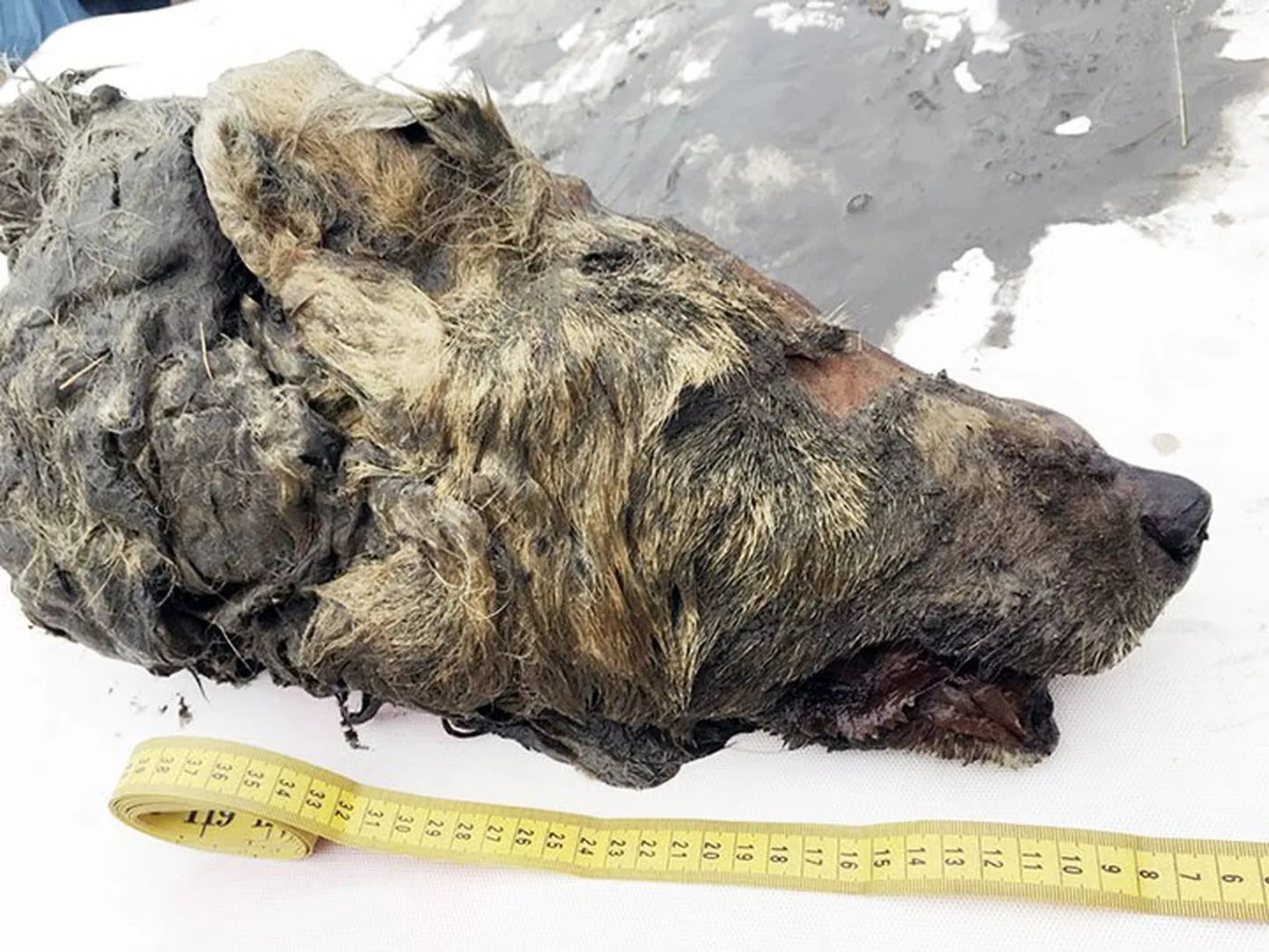 Siberi igikeltsast leitud 40 000 aasta vanune hundipea