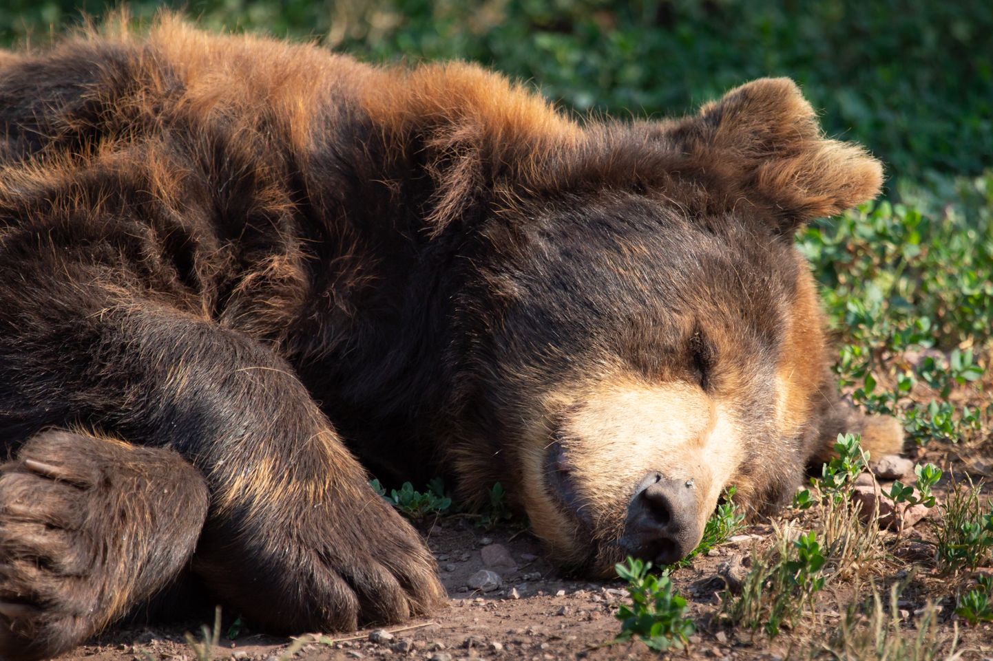 В Видземе найден мертвый медведь; возбуждено уголовное дело