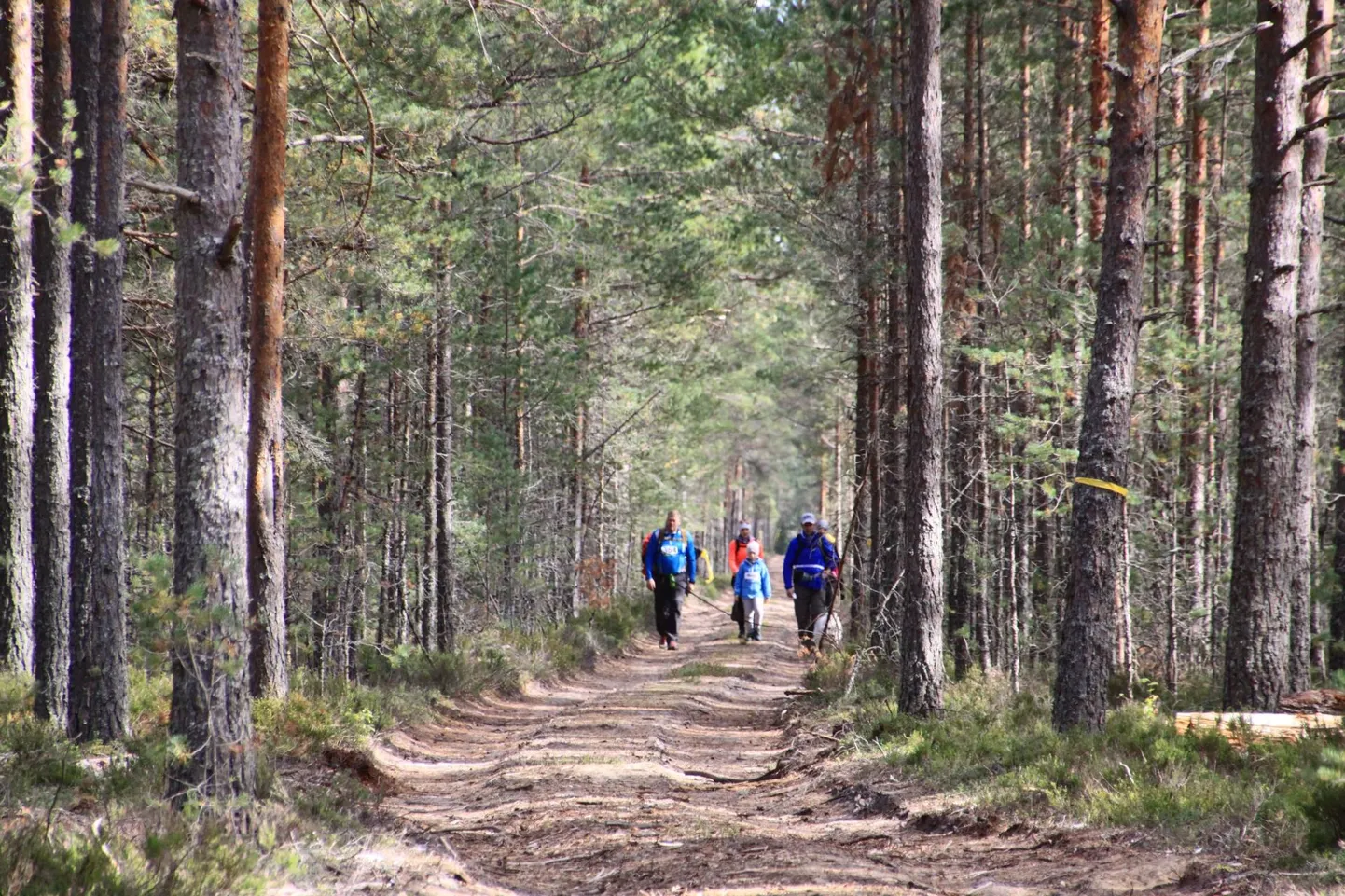 Kui lähed palavusest hoolimata metsade ja rabade keskele matkama, pane kõrva taha soovitused, kuidas end rajal põrgukuumuses mitte üle koormata.