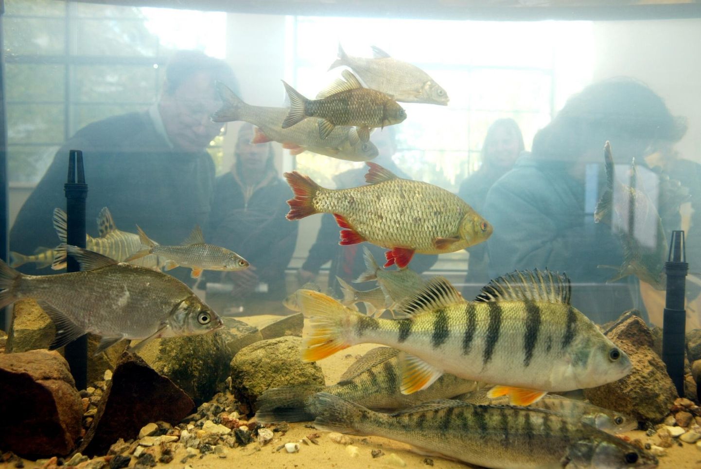 Maaülikooli limnoloogiakeskuse järvemuuseumi akvaariumites elavad meie vete kalad. Mõned neist kolivad peagi Tartu jõululinna. 