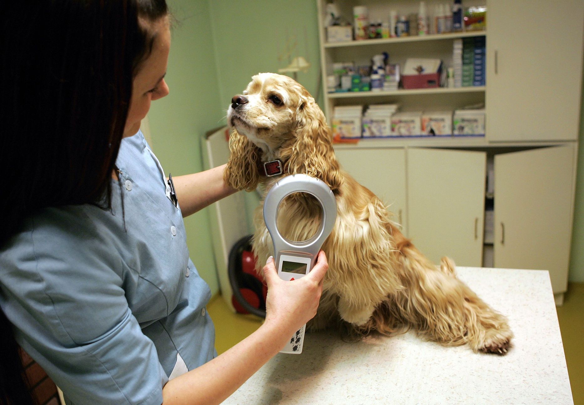 Koera kiibistamine loomakliinikus