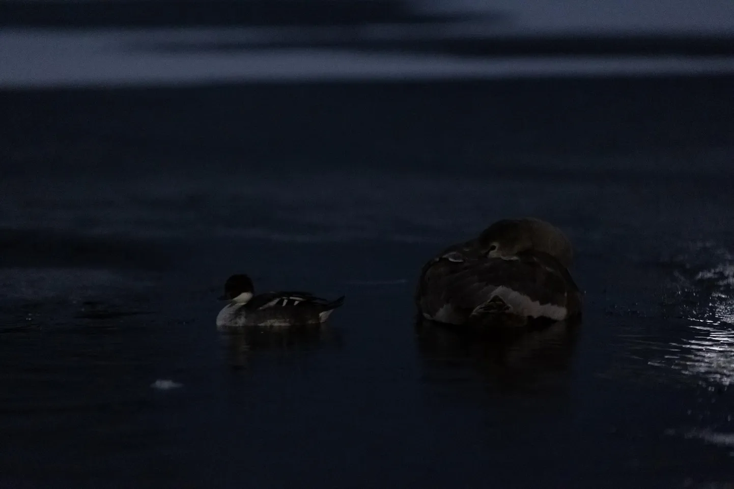 Pühapäev võib tuua öökülma.
