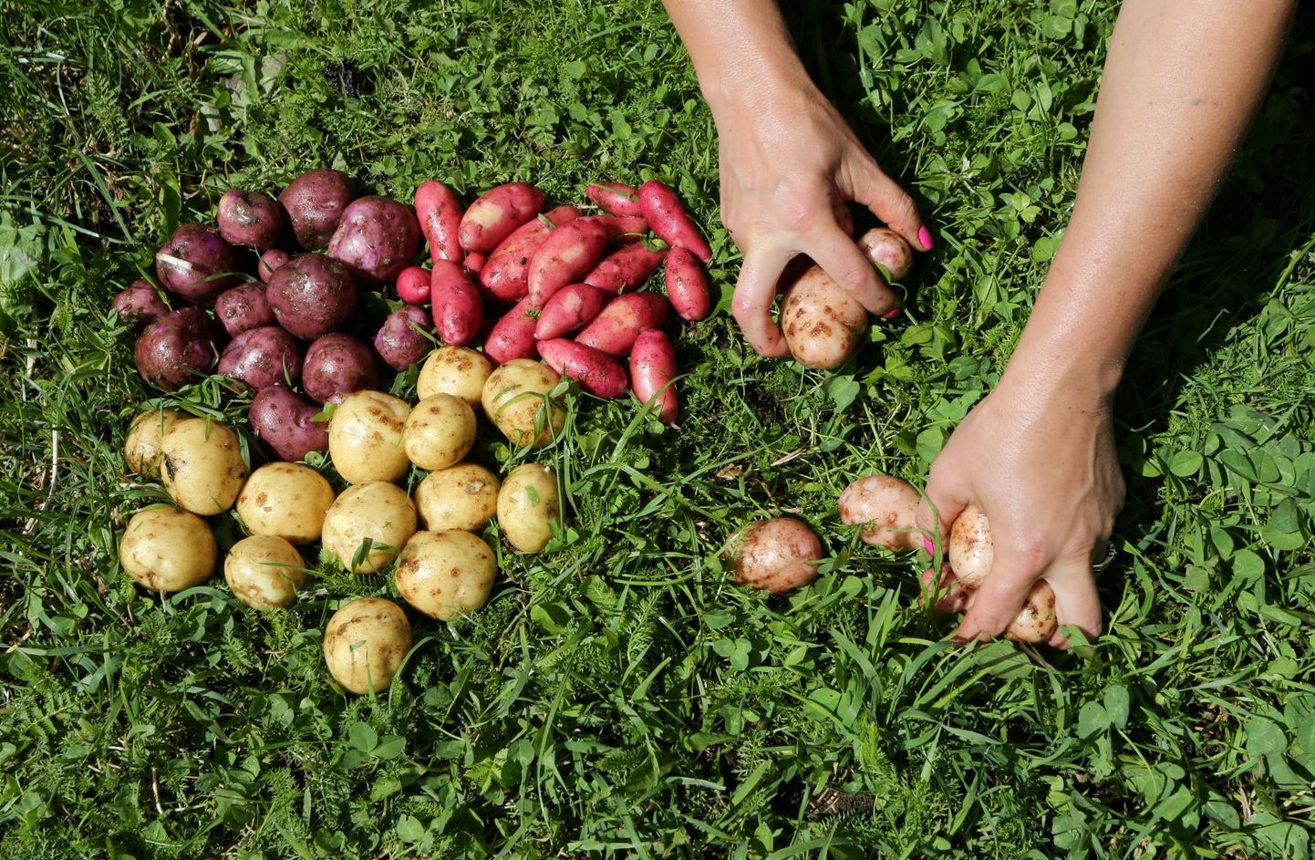 Leidub mitmesuguse kuju, sisu ja värvusega kartuleid.