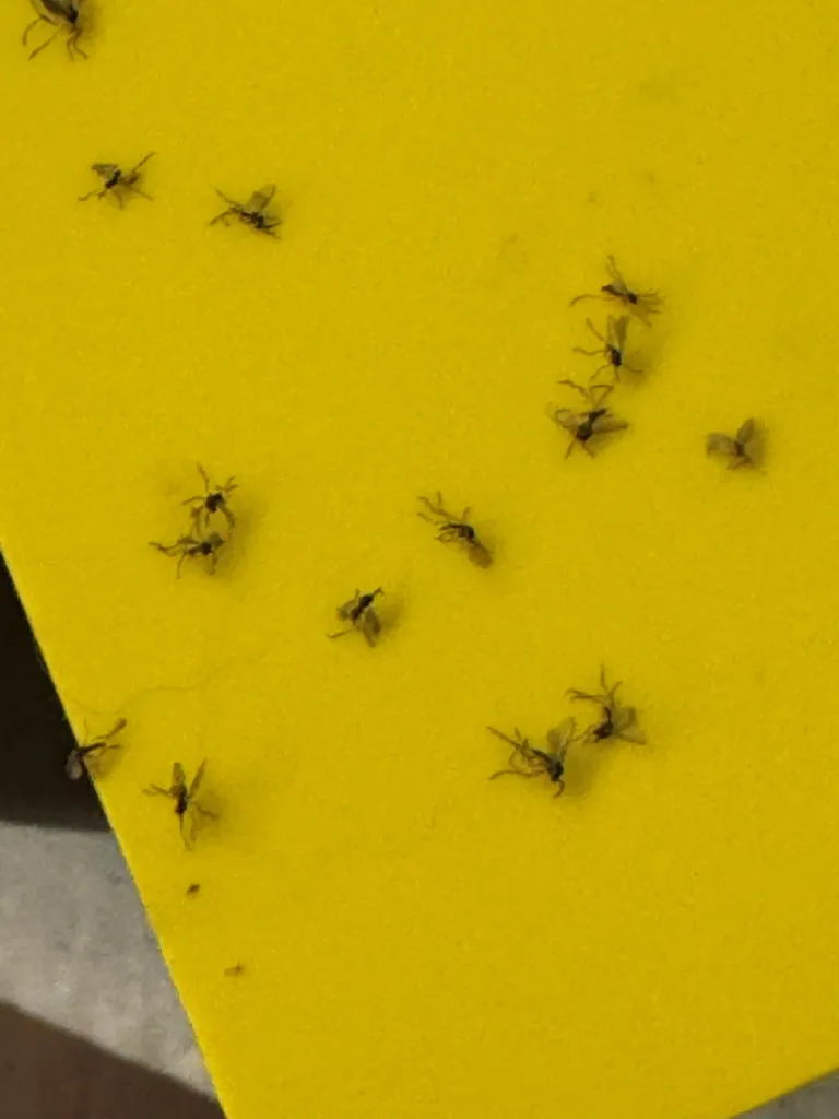 Kollane liimpüünis leinasääsklaste püüdmiseks.