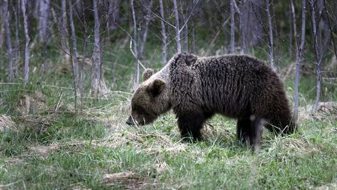 Медведица Поля пока останется жить в лесах Эстонии и Латвии, а ее брата Прошу выпустят в Коми