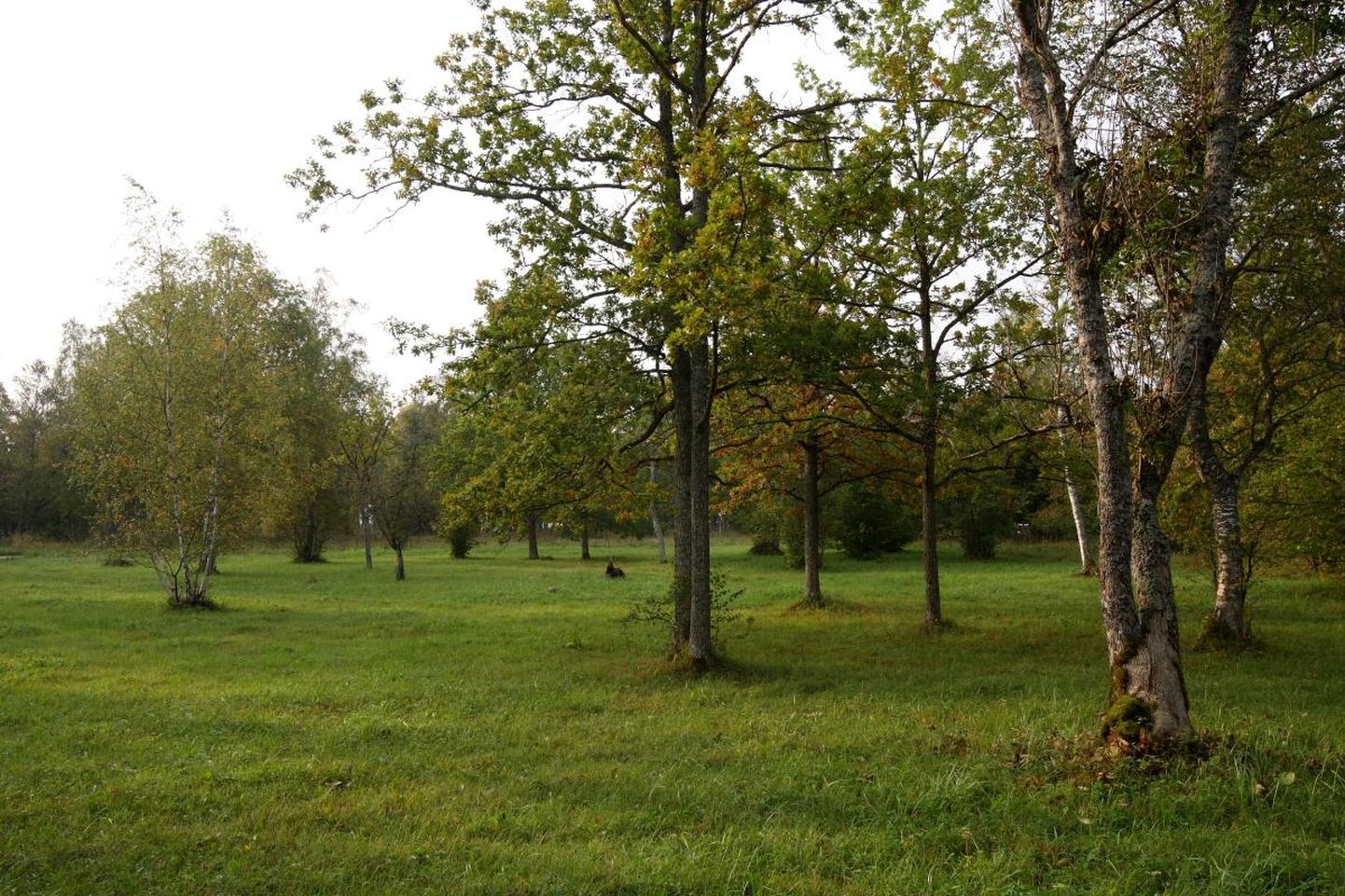 Laelatu puisniit asub Puhtu-Laelatu looduskaitseala põhjaosas.