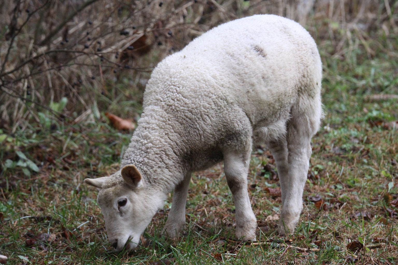 Neli Viisust matkama läinud lammast tegid mõne päevaga naaberkülades 10kilomeetrise tiiru.