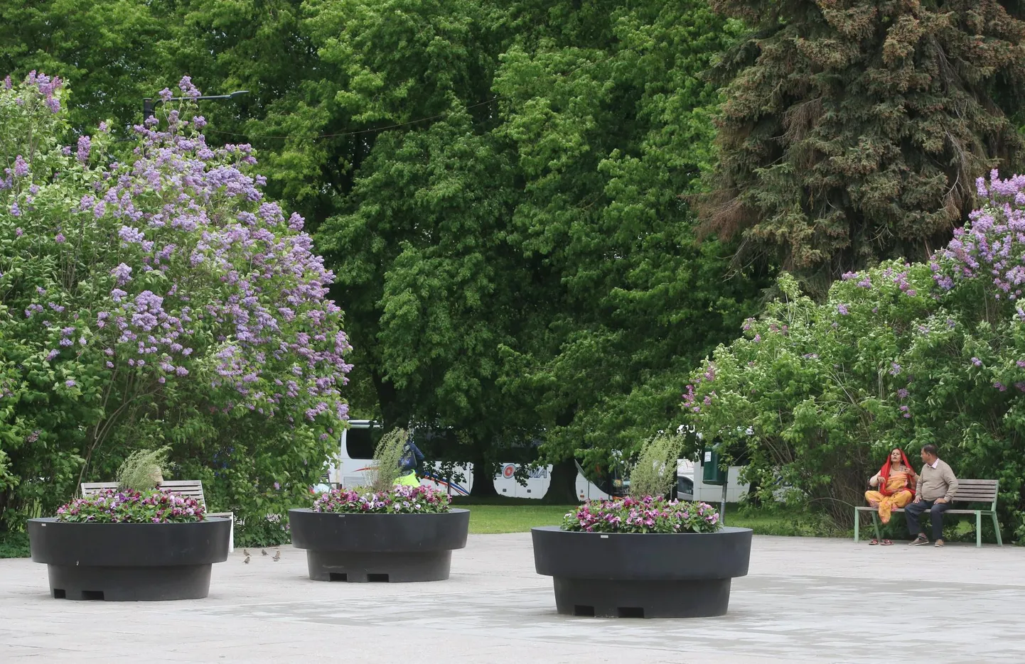 Keskpargi lillepottidesse istutab Kanepi aiand tänavu püsikud.