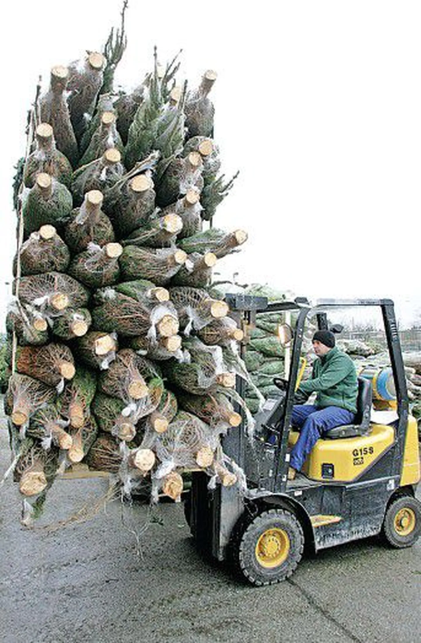 В прошлую пятницу в садоводческий центр Hortes в Лаагри до­ставили первые рождественские ели из Дании.