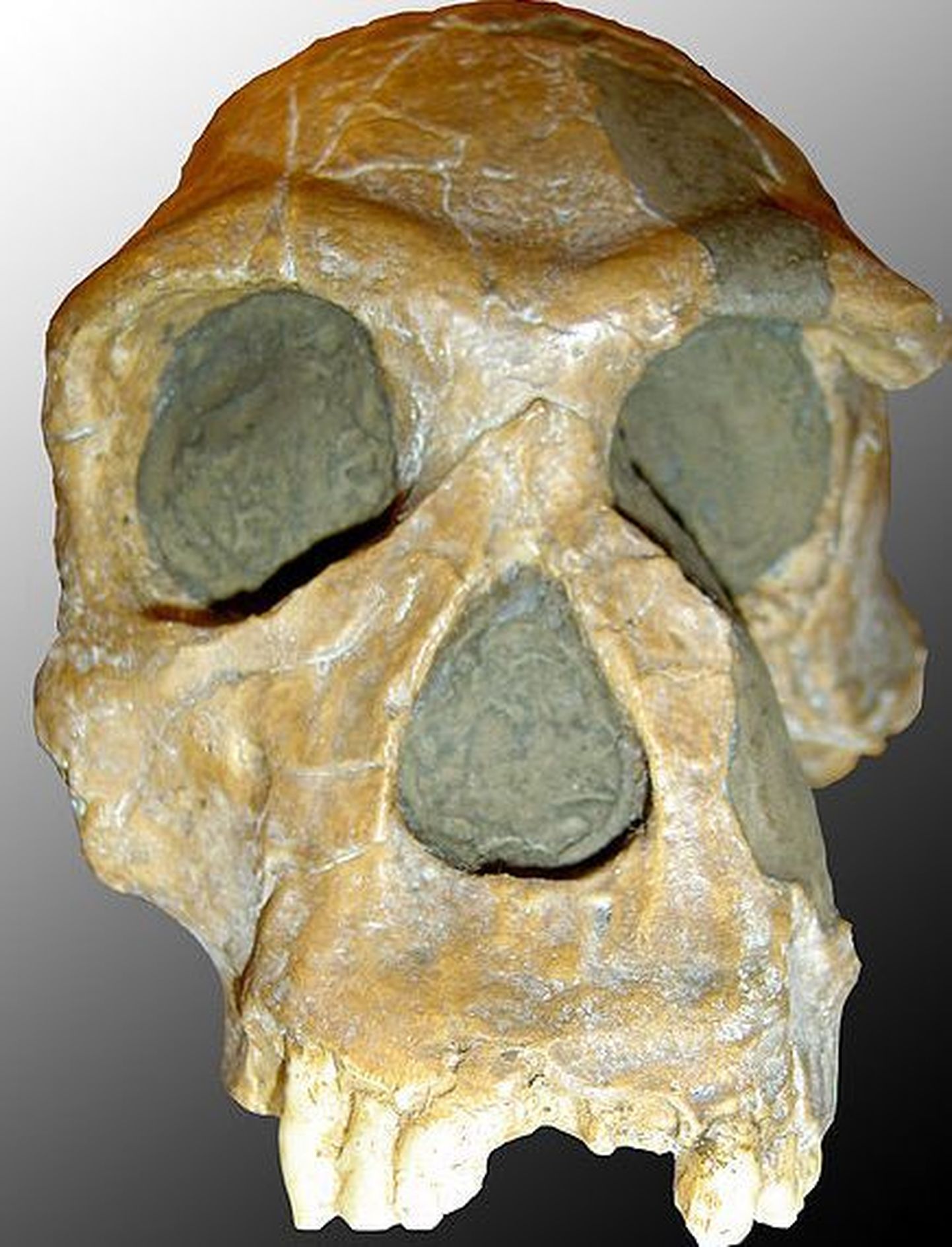 Inimeste vanim eellane oli kannibalist ahvilaadne olend?