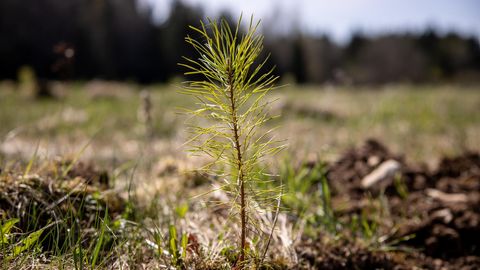 Avanes kaks erametsanduse toetuse taotlusvooru