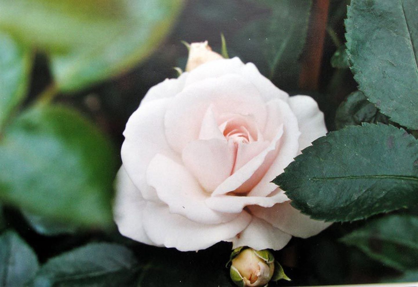 «Aspirin Rose» valge roos, mis on seest roosa, lasti välja aspiriini sajanda aastapäeva auks.