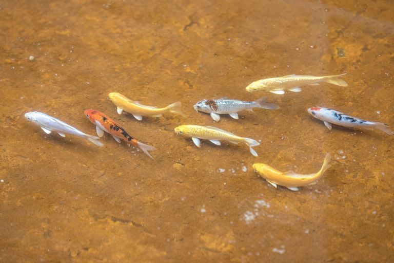 Fahle Pargi galeriitänava veesilmades elavad kalad.