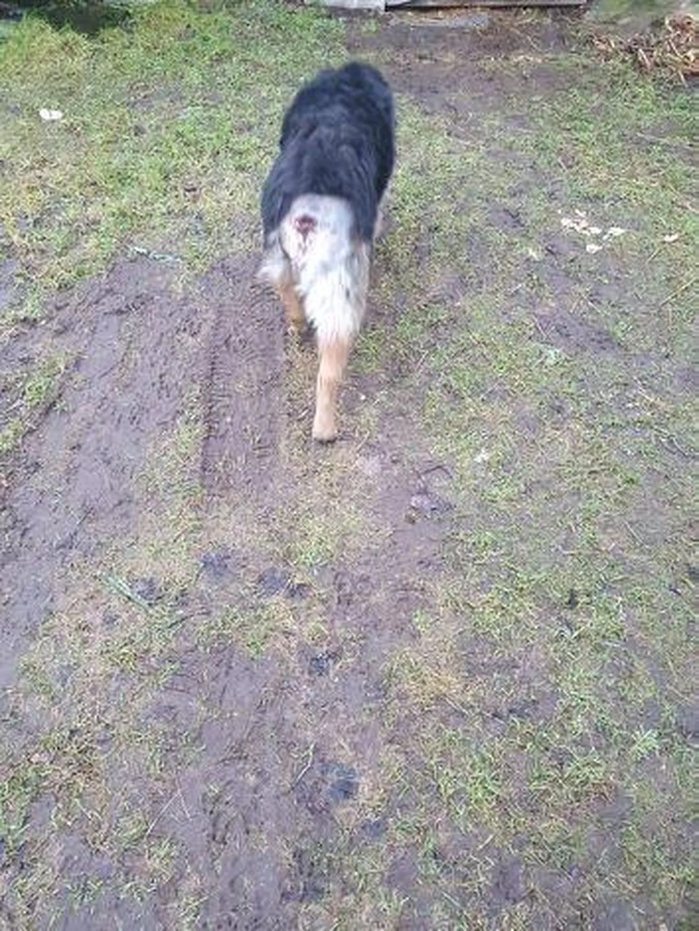 Tõenäoliselt hundi käest hiljuti raskelt pureda saanud saksa lambakoer kannatas sedavõrd, et loomal tuli amputeerida saba.