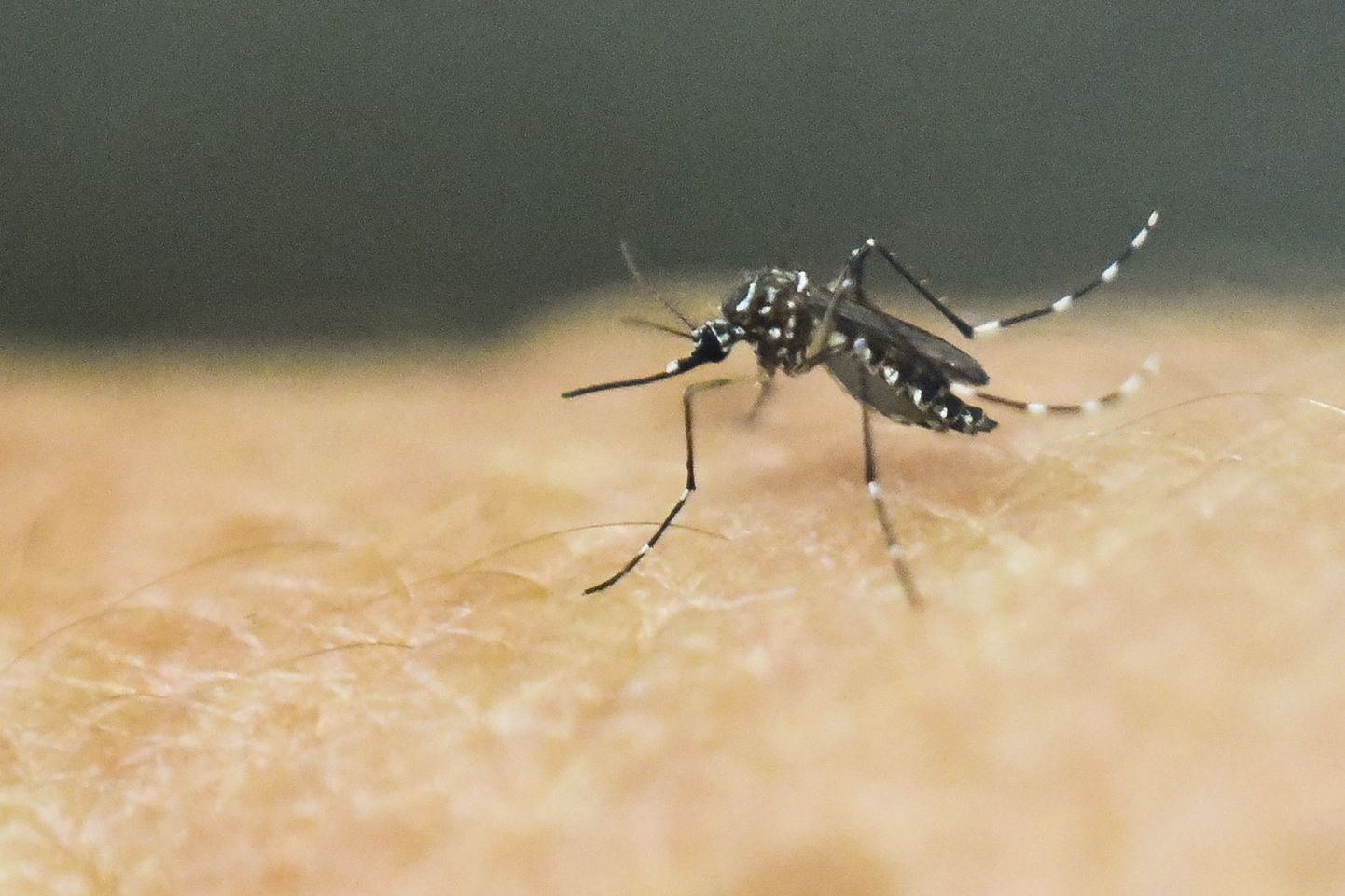 Aedes Aegypti sääsk, mis levitab  Zika, Chikungunya, Dengue and kollapalaviku viiruseid