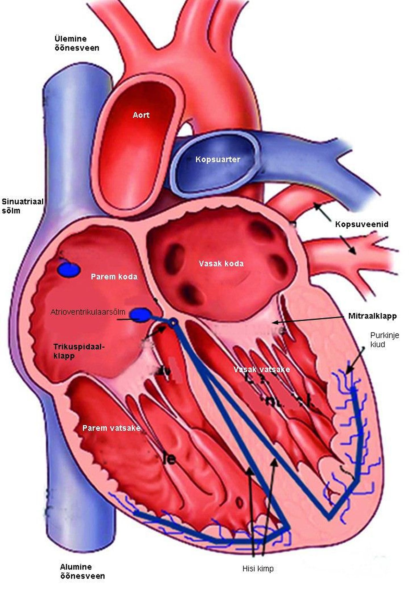 Sakala keskuses on tasuta loeng südame-veresoonkonna haigustest
