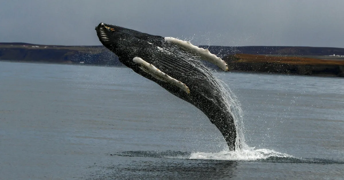 Poola päästjad vabastasid kalavõrku jäänud küürvaala