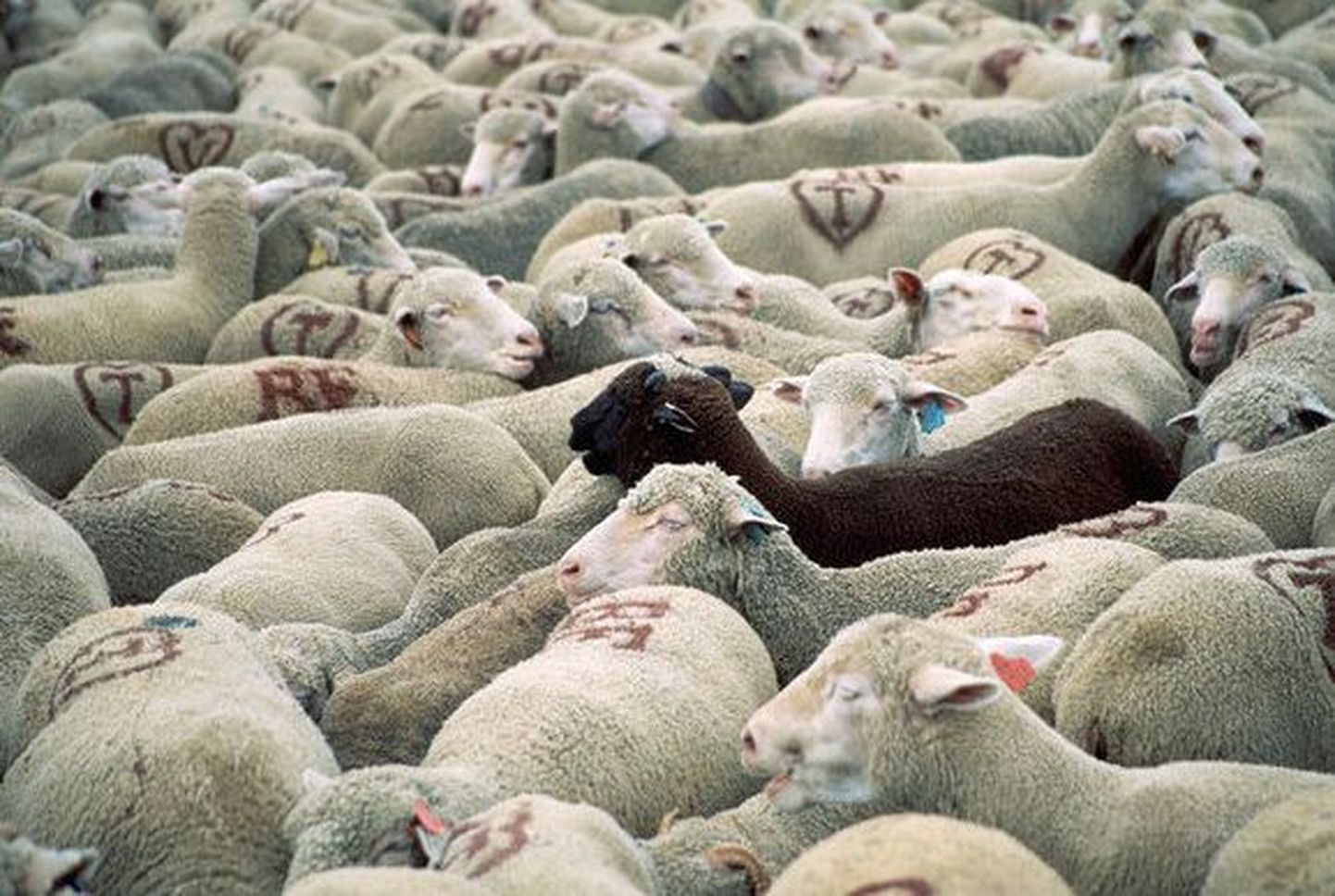 Ebaprofessionaalsed maaklerid ehk «mustad lambad» kisuvad korralike mainet alla.