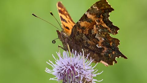 URMAS TARTES ⟩ Kuidas kujuneb liblika tiivamuster?