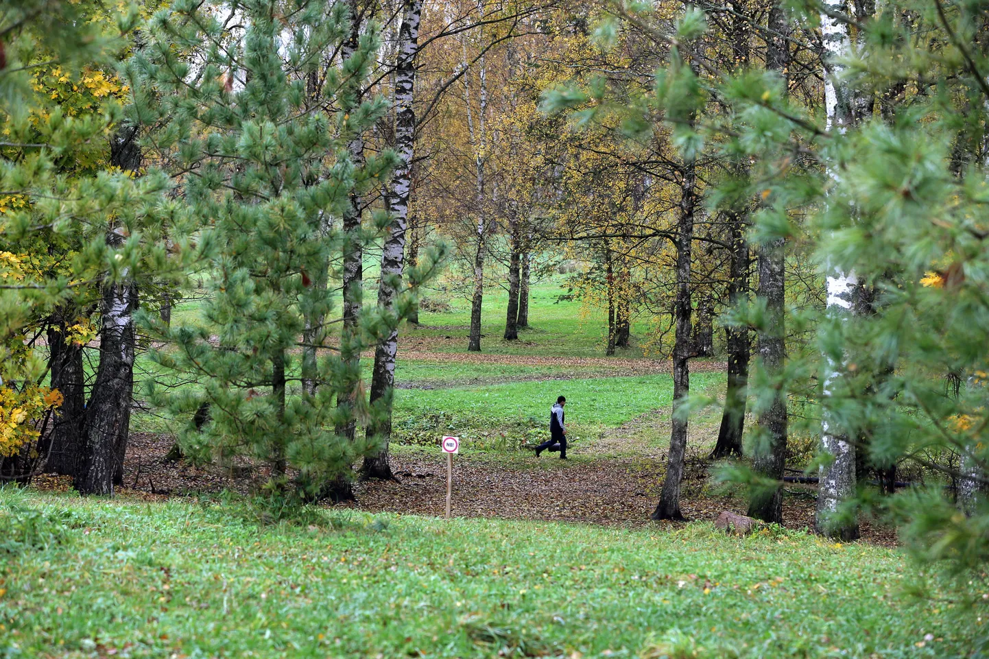 Pildil dendropark.