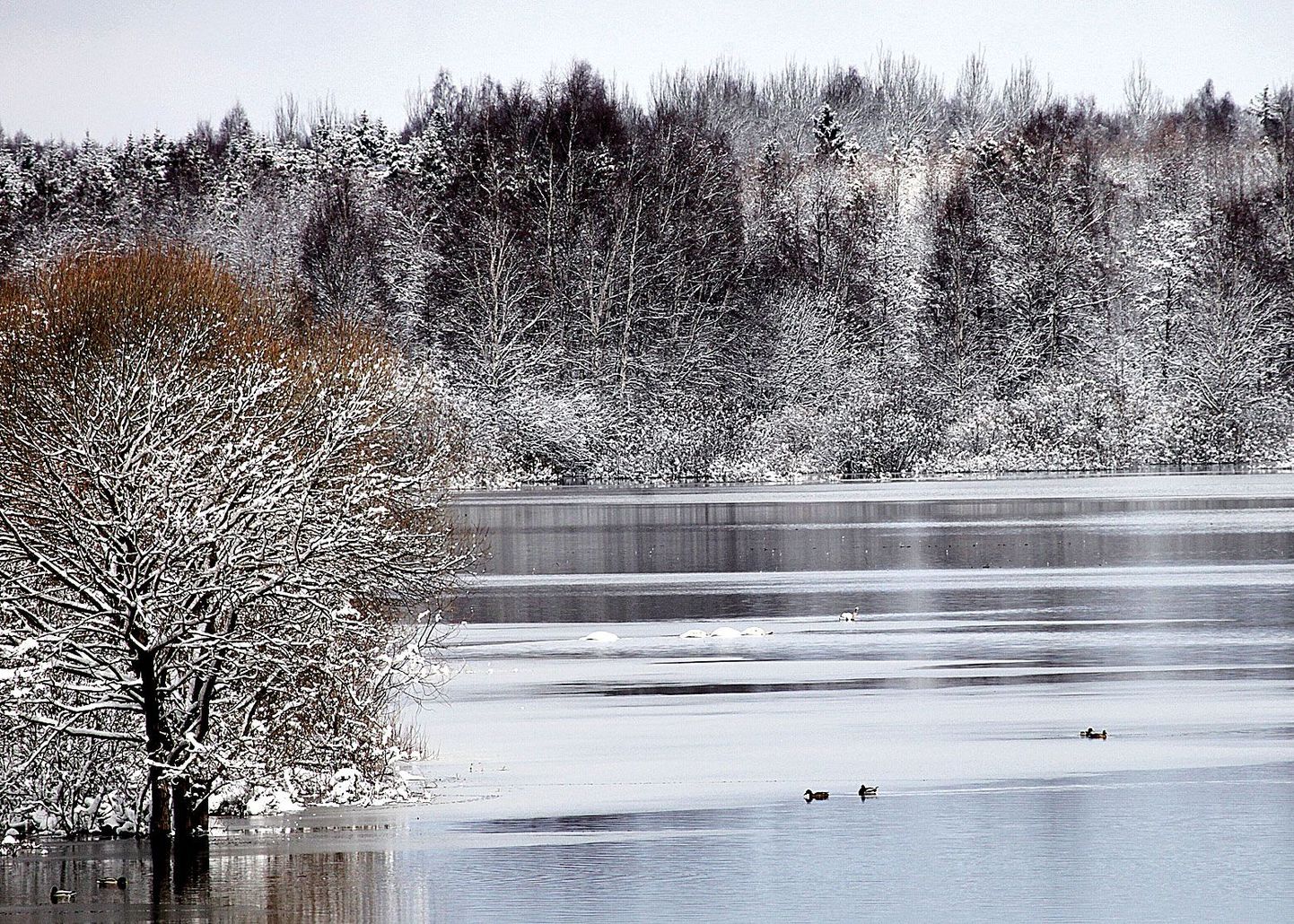 Kärevere silla lähedal Emajõe luhal ujuvad märtsi viimastel päevadel kaugelt Eestisse jõudnud luiged ja haned, nende järgi on kevad käes.
