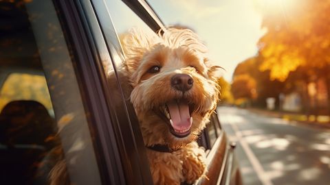 Kuidas aru saada, kas koer on õnnelik ja kuidas seda tagada