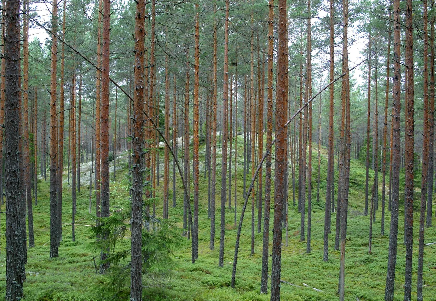 Männimets. Pilt on illustreeriv.
