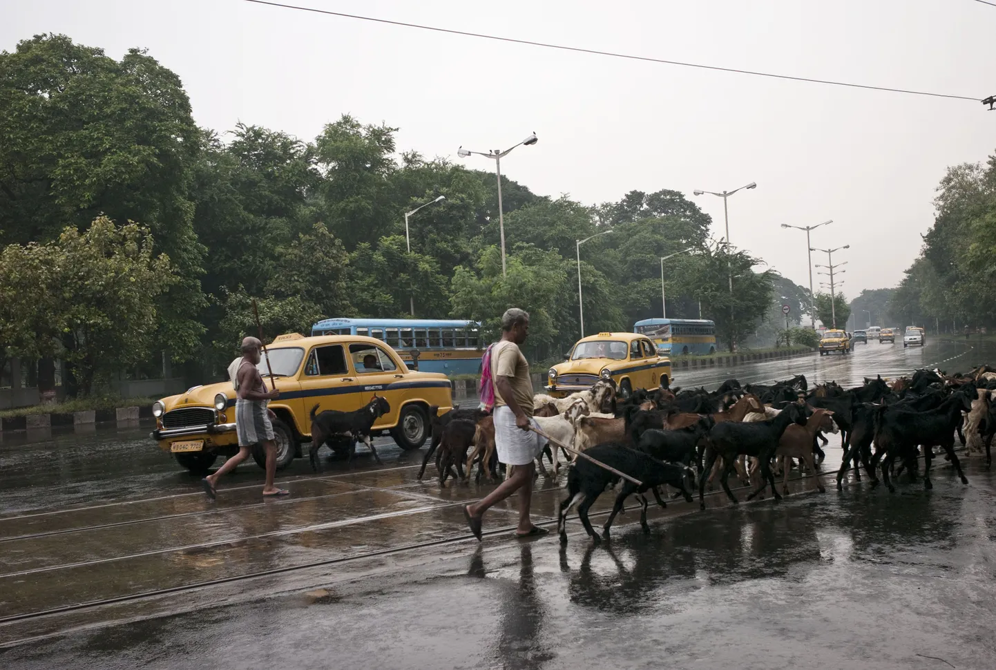 Karjused ajavad oma loomakarju karjamaale üle Kolkatasse viiva maantee.