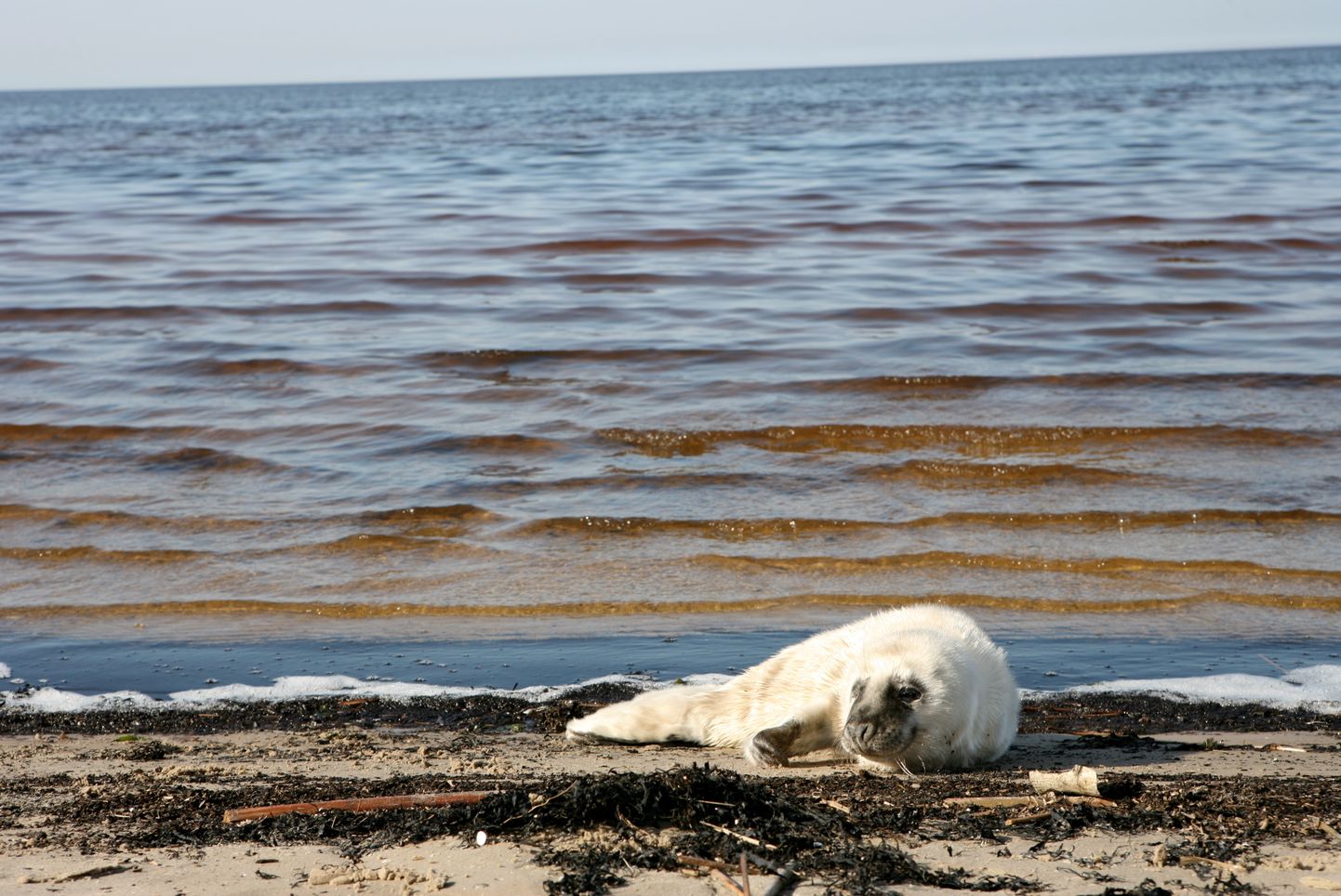 Детеныш тюленя, найденный Службой спасения в Юрмале на пляже Каугури