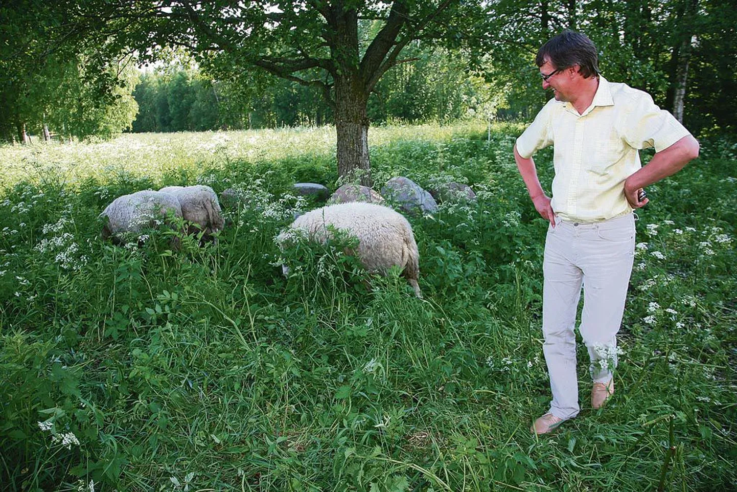 ”Hea tõukarja aluseks on korralikud jäärad,” kinnitas lambapidamisele käe andnud Urmas Aava, kelle karjas parandavad tõugu välismaalased, jäärad Bruno, Jari-Pekka ja Rudalf, kelle isa on Rootsist.