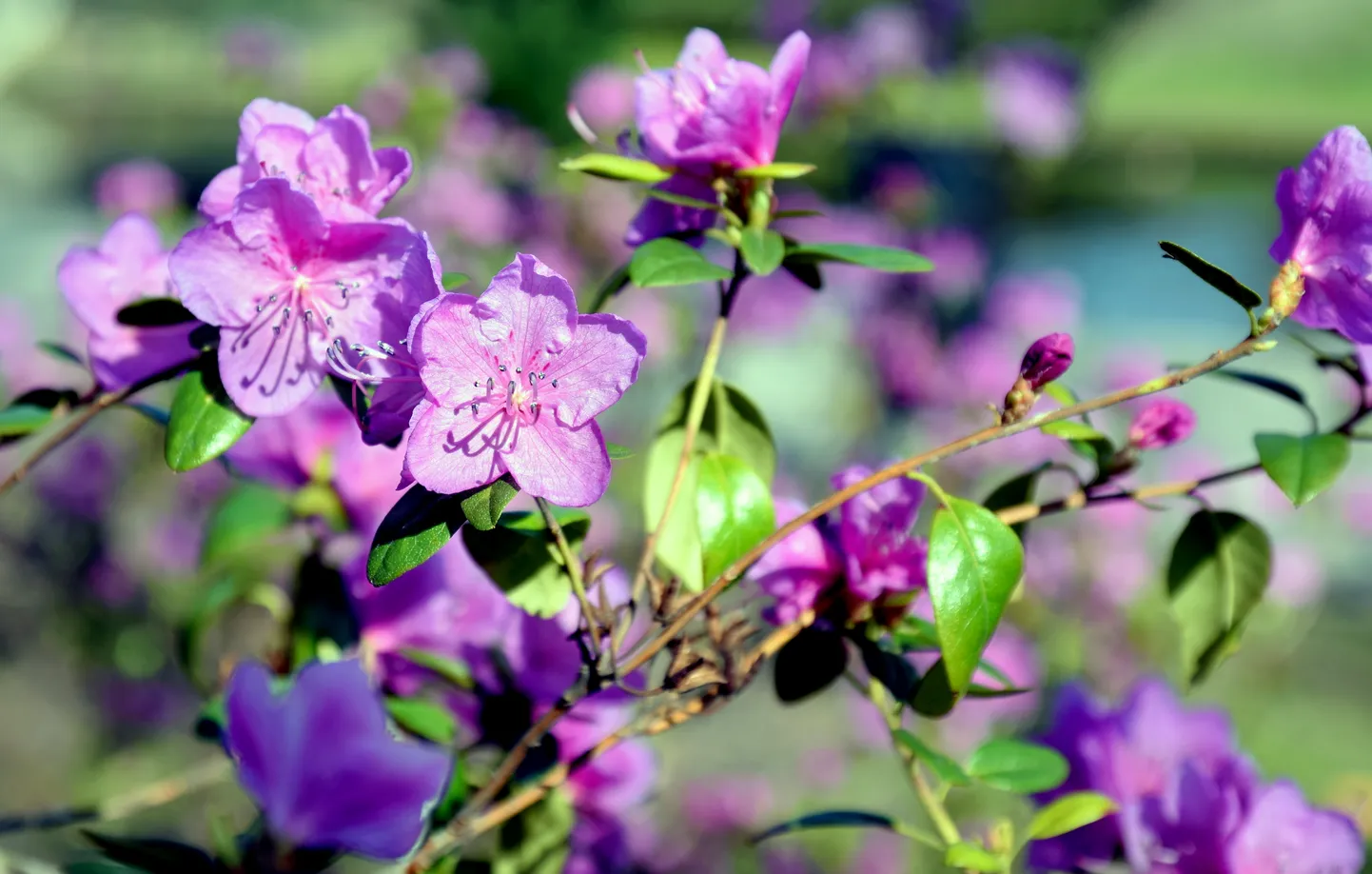 Ziedošs rododendrs.